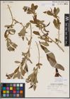 Foto von Salix eriocephala var. watsonii (Bebb) Dorn